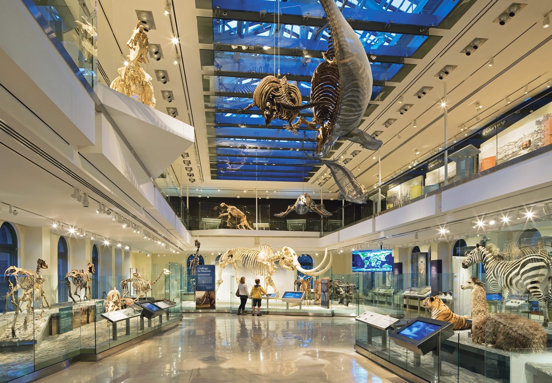 Natural History Museum of LA Mammals Gallery R&P Design